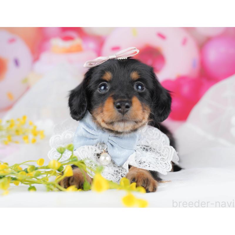 販売中の千葉県のミニチュアダックスフンド(ロングヘアード)-453889の11枚目