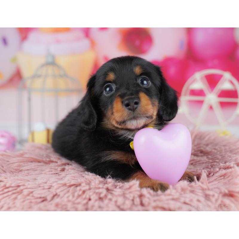 販売中の千葉県のミニチュアダックスフンド(ロングヘアード)-453889の9枚目