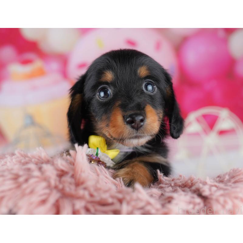 販売中の千葉県のミニチュアダックスフンド(ロングヘアード)-453889の8枚目