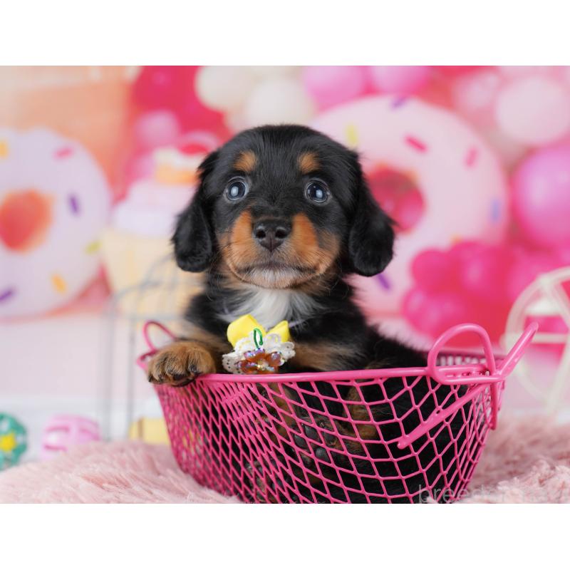 販売中の千葉県のミニチュアダックスフンド(ロングヘアード)-453889の6枚目