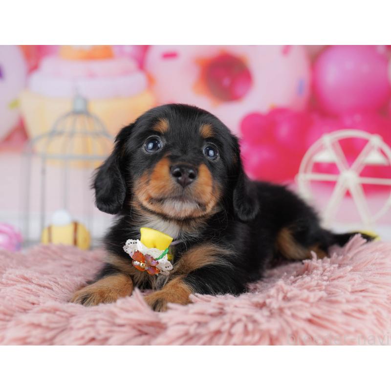 販売中の千葉県のミニチュアダックスフンド(ロングヘアード)-453889の5枚目