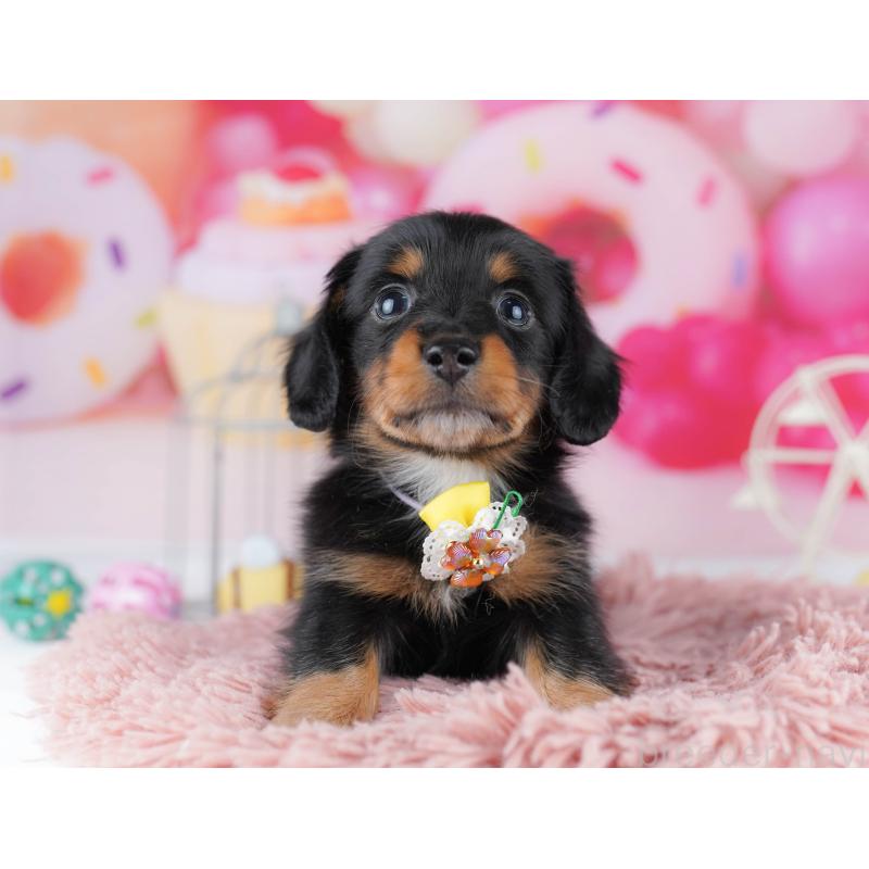 販売中の千葉県のミニチュアダックスフンド(ロングヘアード)-453889の3枚目