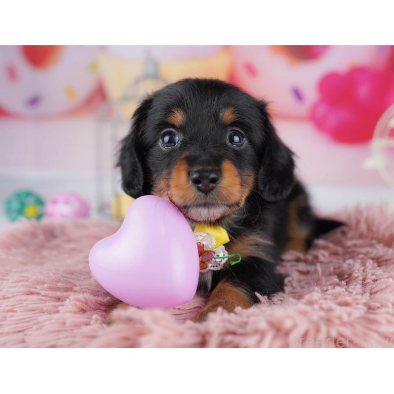 販売中の千葉県のミニチュアダックスフンド(ロングヘアード)-453889の4枚目