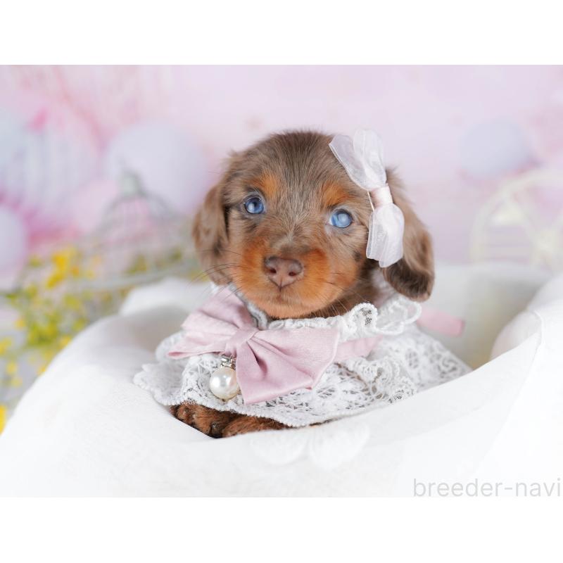 販売中の千葉県のミニチュアダックスフンド(ロングヘアード)-455884の11枚目