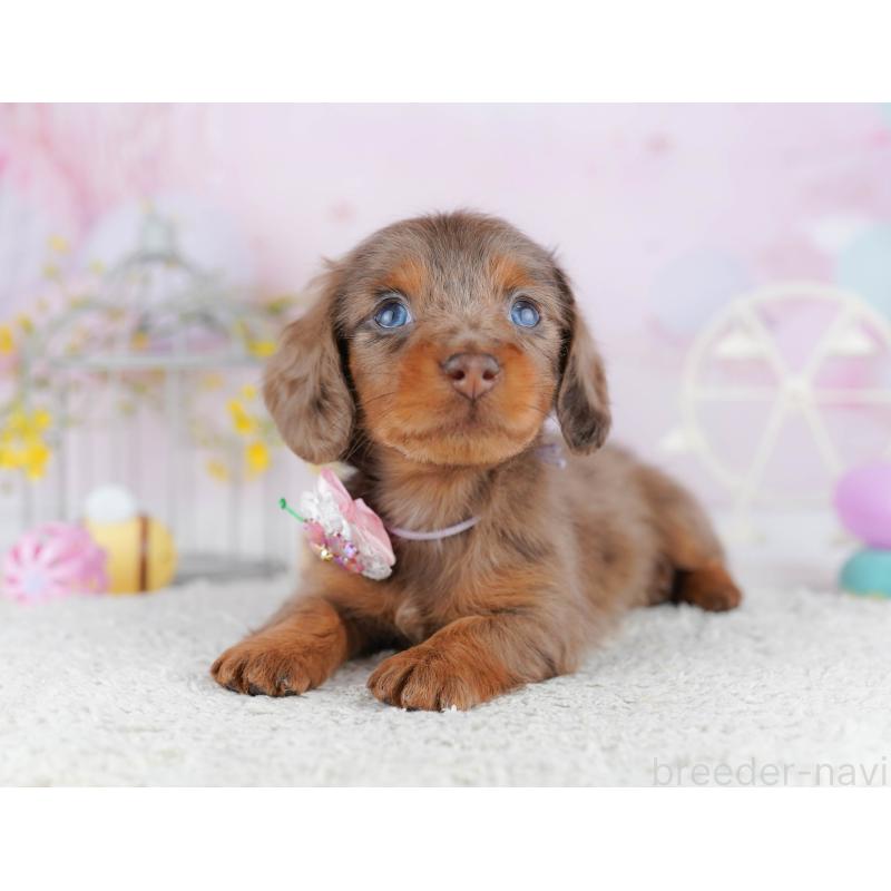 販売中の千葉県のミニチュアダックスフンド(ロングヘアード)-455884の10枚目