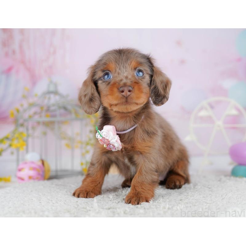 販売中の千葉県のミニチュアダックスフンド(ロングヘアード)-455884の9枚目