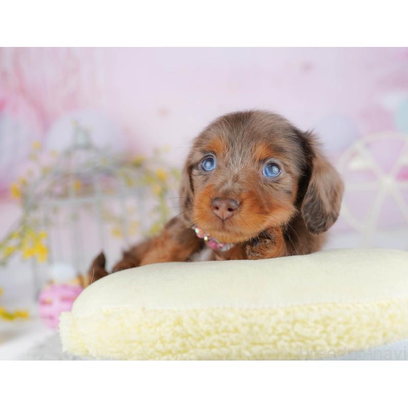 販売中の千葉県のミニチュアダックスフンド(ロングヘアード)-455884の8枚目