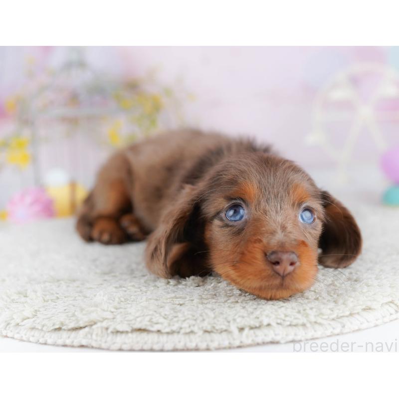 販売中の千葉県のミニチュアダックスフンド(ロングヘアード)-455884の7枚目