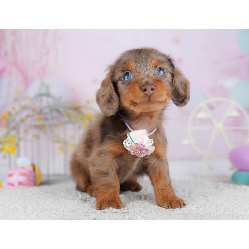 販売中の千葉県のミニチュアダックスフンド(ロングヘアード)-455884の6枚目