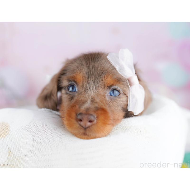 販売中の千葉県のミニチュアダックスフンド(ロングヘアード)-455884の5枚目