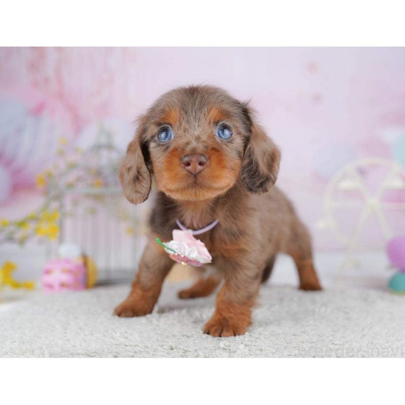 販売中の千葉県のミニチュアダックスフンド(ロングヘアード)-455884の4枚目