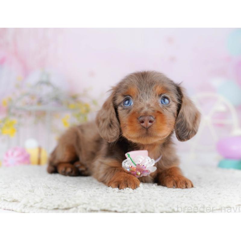 販売中の千葉県のミニチュアダックスフンド(ロングヘアード)-455884の3枚目