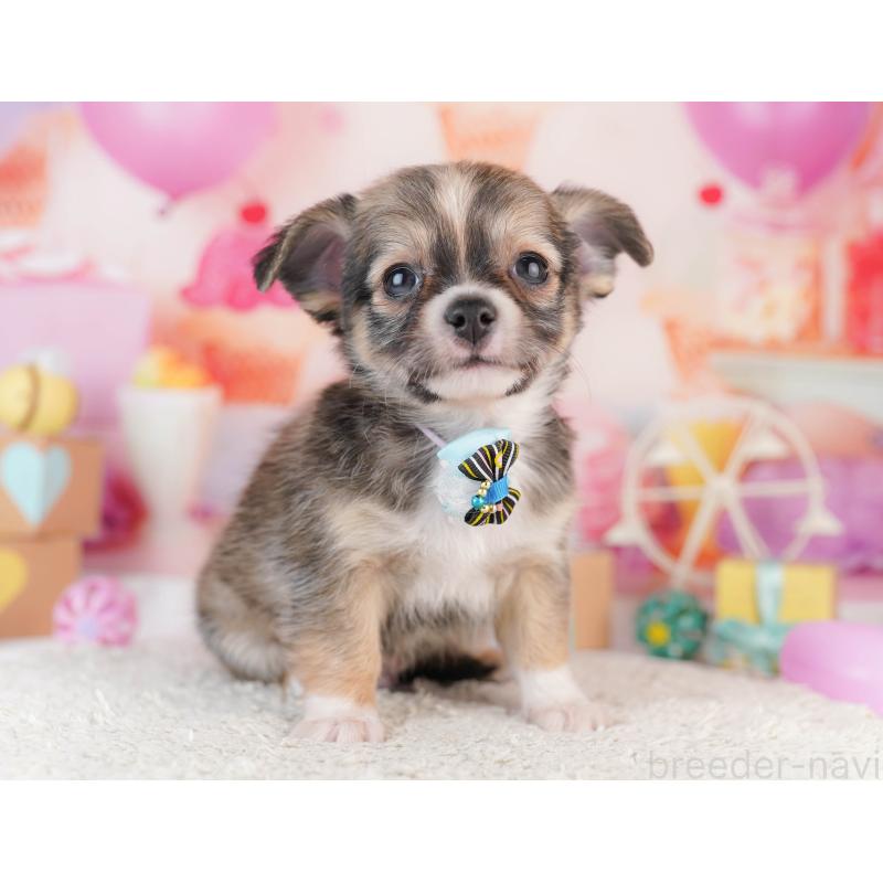 ♂︎チワワ(ロングコート)