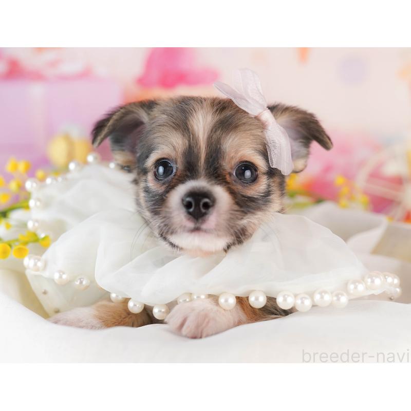 販売中の千葉県のチワワ(ロングコート)-453888の11枚目