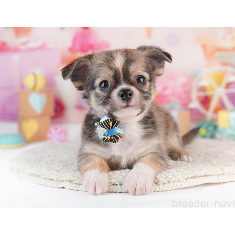 販売中の千葉県のチワワ(ロングコート)-453888の10枚目