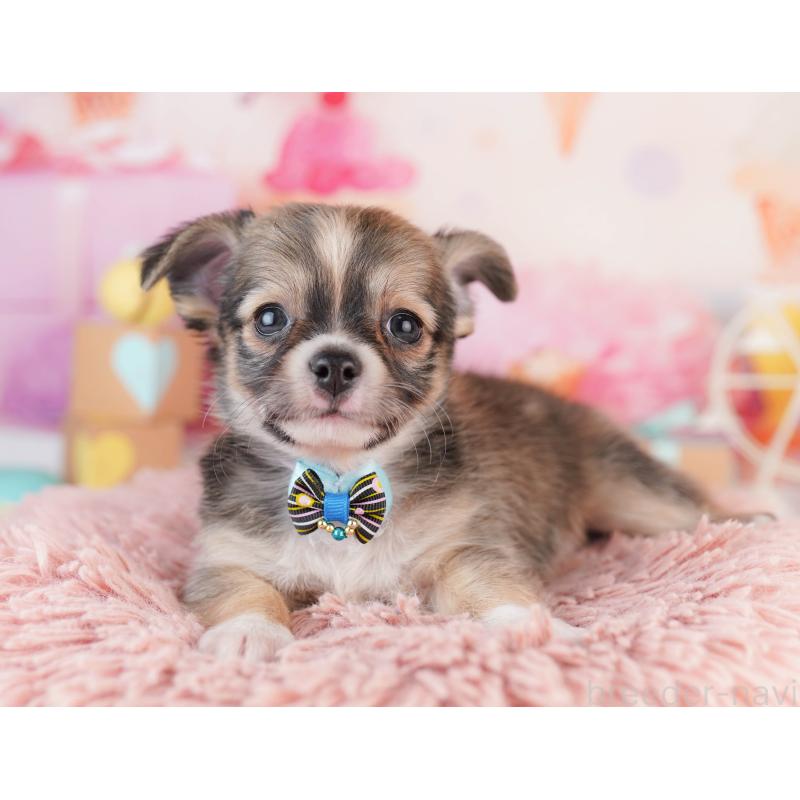 販売中の千葉県のチワワ(ロングコート)-453888の9枚目