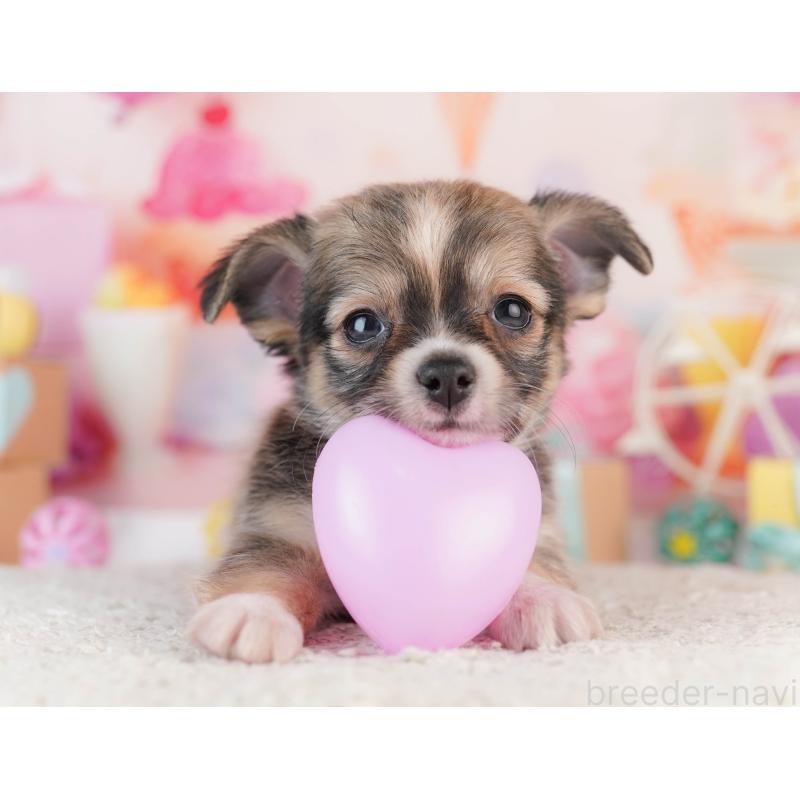 販売中の千葉県のチワワ(ロングコート)-453888の8枚目