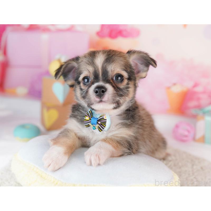 販売中の千葉県のチワワ(ロングコート)-453888の7枚目