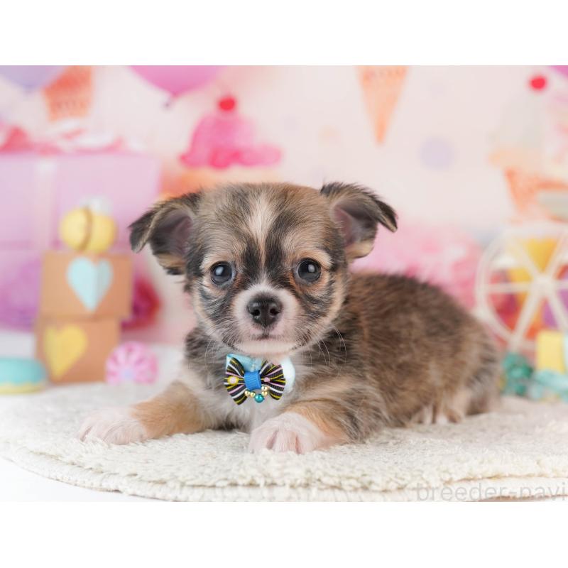 販売中の千葉県のチワワ(ロングコート)-453888の6枚目