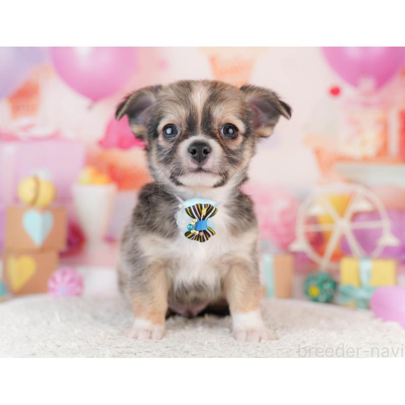 販売中の千葉県のチワワ(ロングコート)-453888の5枚目