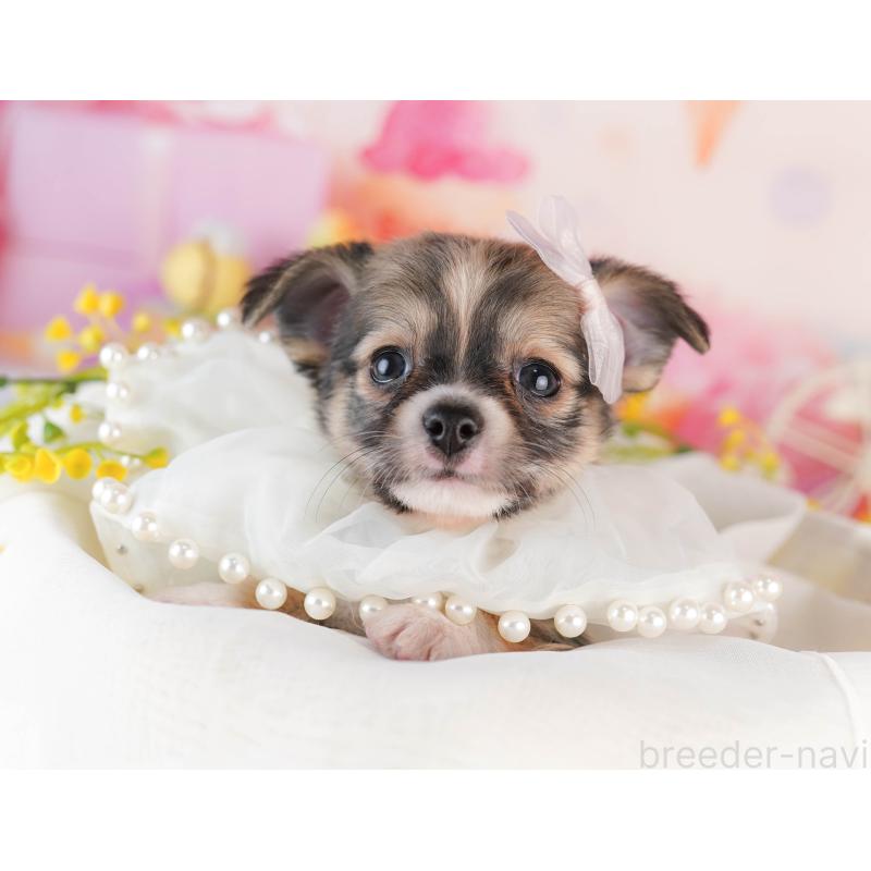 販売中の千葉県のチワワ(ロングコート)-453888の4枚目