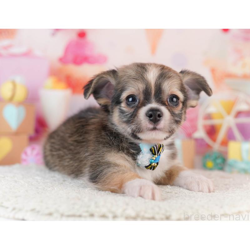 販売中の千葉県のチワワ(ロングコート)-453888の3枚目