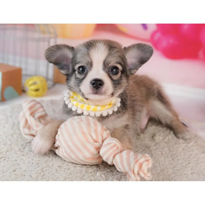 販売中の千葉県のチワワ(ロングコート)-453884の11枚目