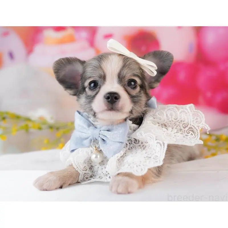 販売中の千葉県のチワワ(ロングコート)-453884の10枚目