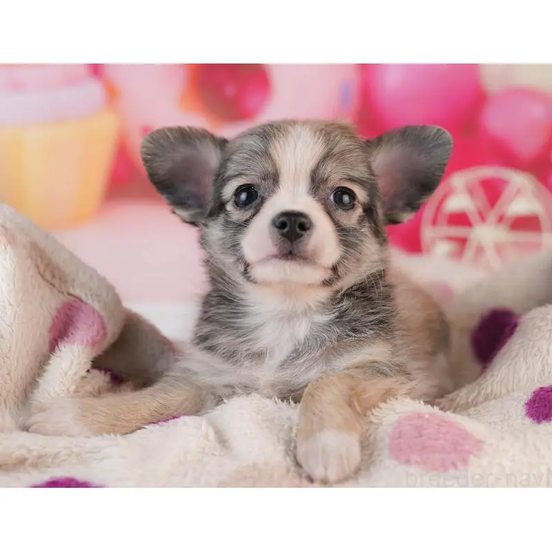 販売中の千葉県のチワワ(ロングコート)-453884の9枚目