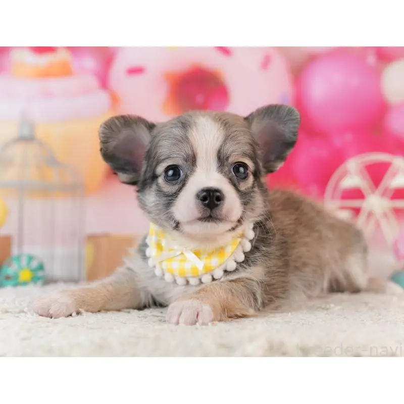 販売中の千葉県のチワワ(ロングコート)-453884の8枚目