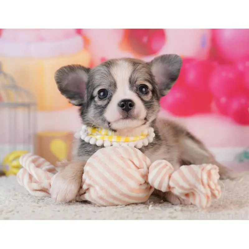 販売中の千葉県のチワワ(ロングコート)-453884の7枚目