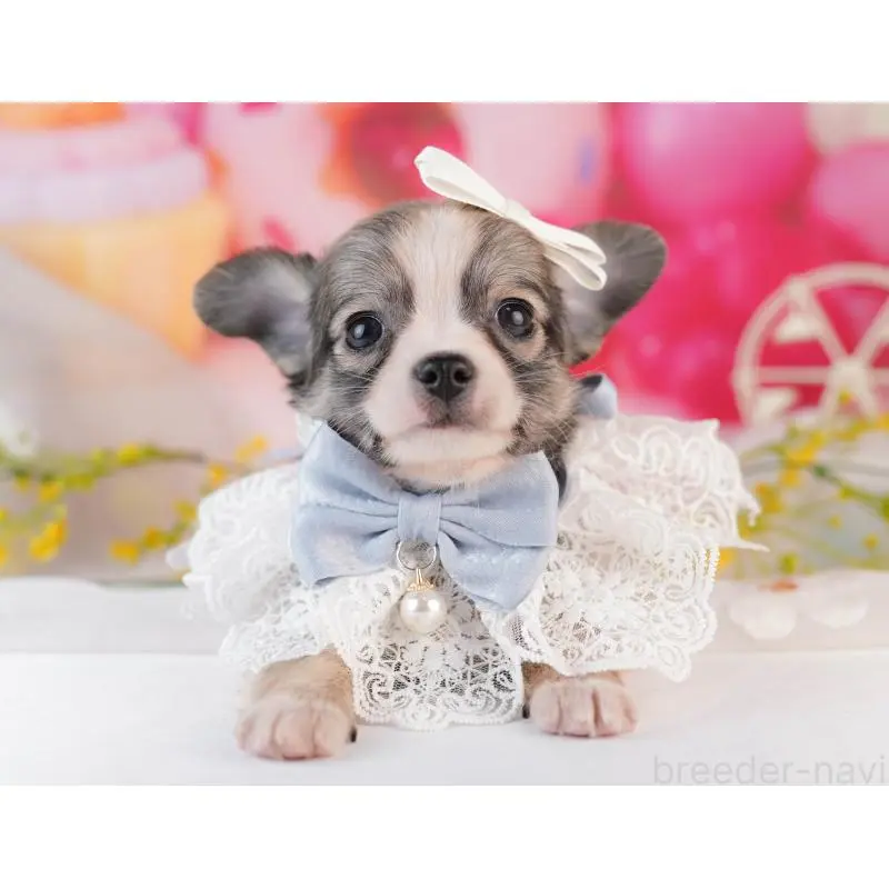 販売中の千葉県のチワワ(ロングコート)-453884の6枚目