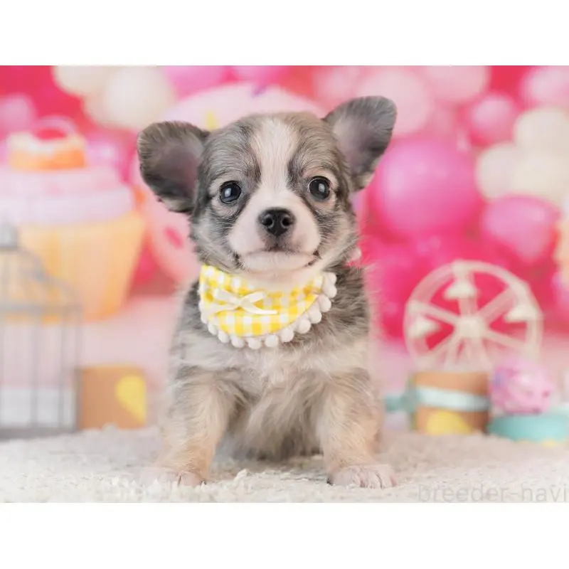 販売中の千葉県のチワワ(ロングコート)-453884の5枚目