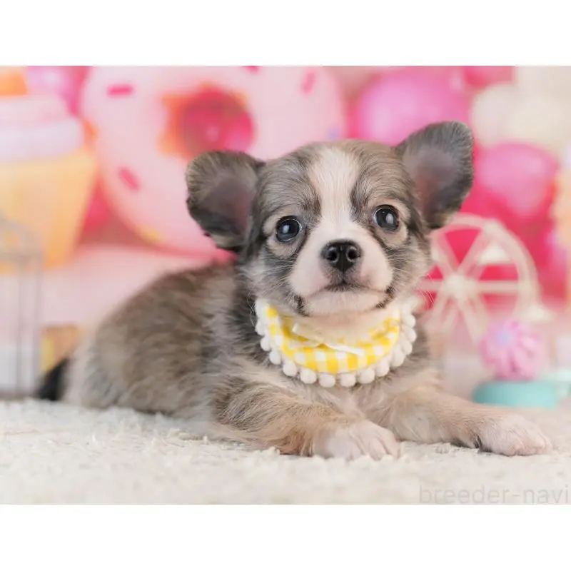 販売中の千葉県のチワワ(ロングコート)-453884の4枚目