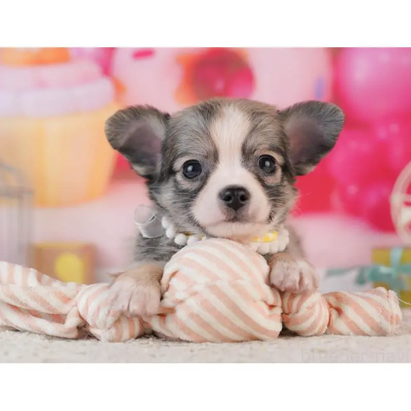 販売中の千葉県のチワワ(ロングコート)-453884の3枚目