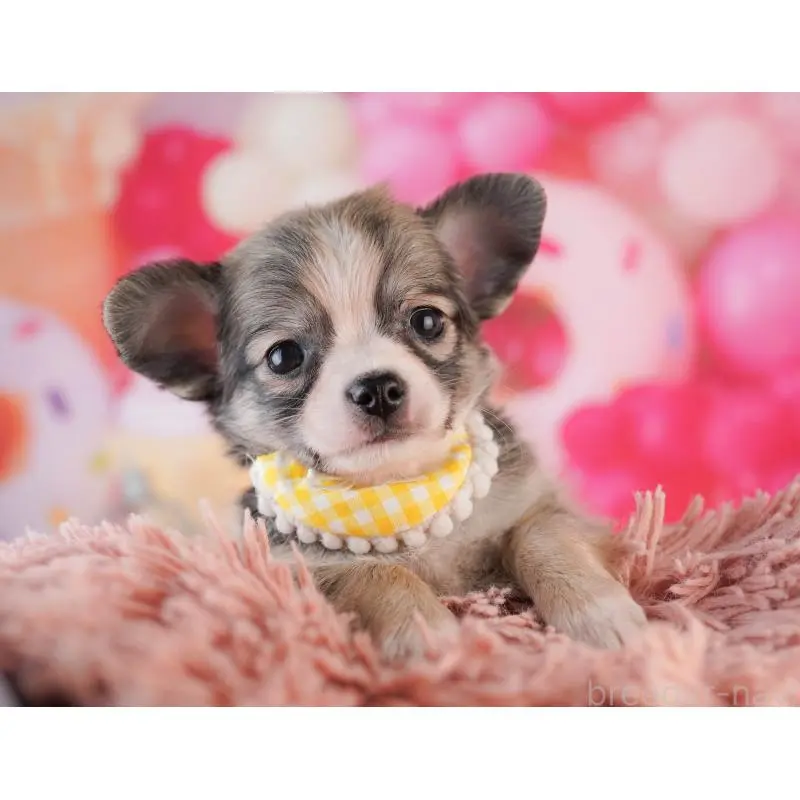 販売中の千葉県のチワワ(ロングコート)-453884の2枚目