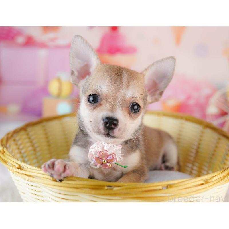 販売中の千葉県のチワワ(スムースコート)-453886