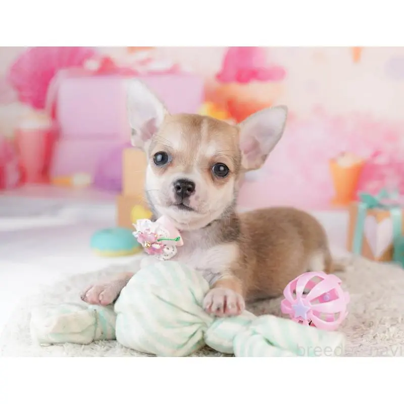 販売中の千葉県のチワワ(スムースコート)-453886の11枚目