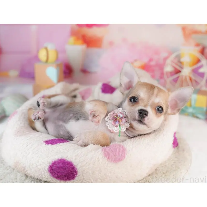 販売中の千葉県のチワワ(スムースコート)-453886の10枚目