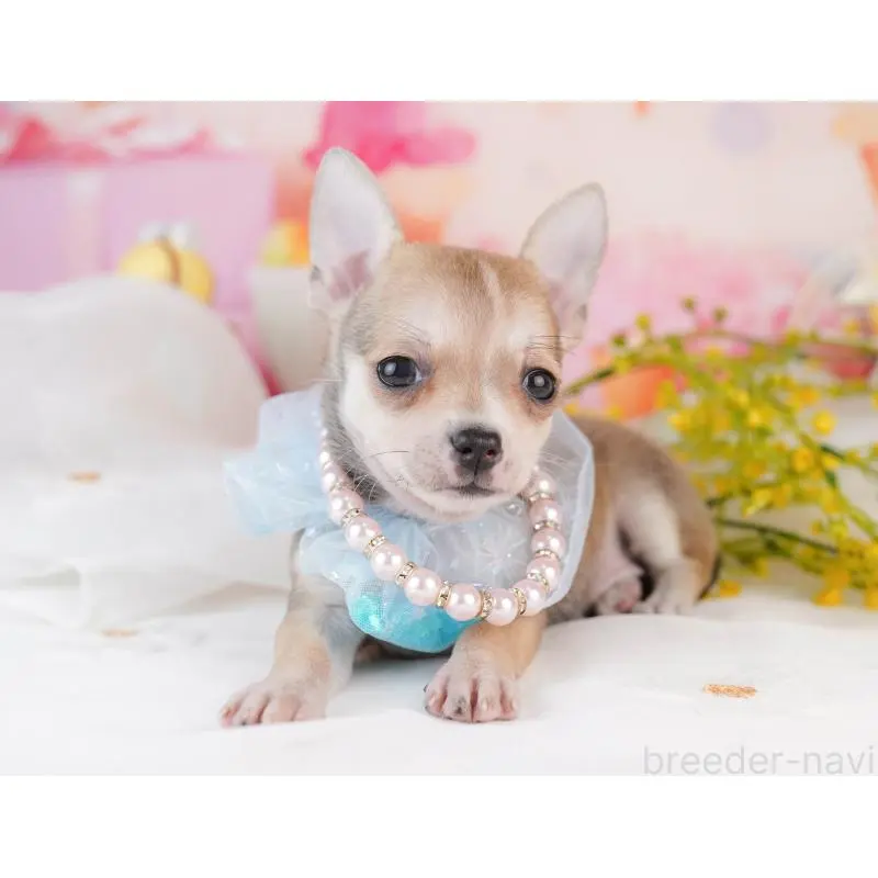 販売中の千葉県のチワワ(スムースコート)-453886の9枚目