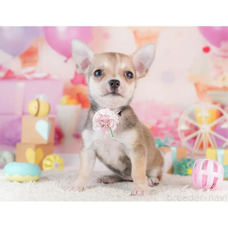 販売中の千葉県のチワワ(スムースコート)-453886の8枚目