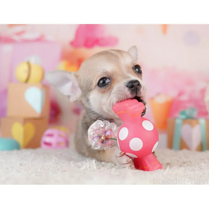 販売中の千葉県のチワワ(スムースコート)-453886の7枚目