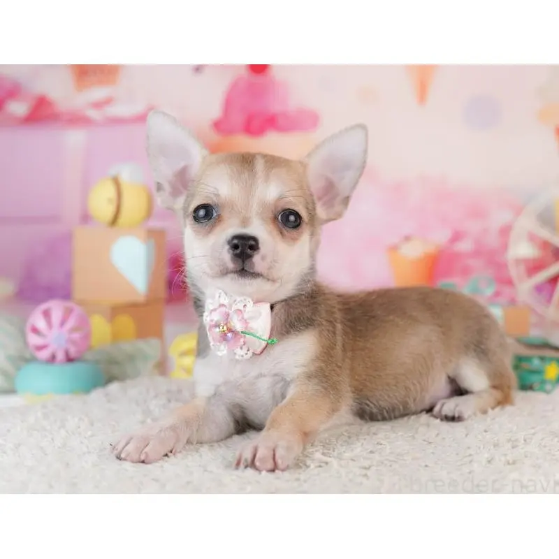 販売中の千葉県のチワワ(スムースコート)-453886の6枚目