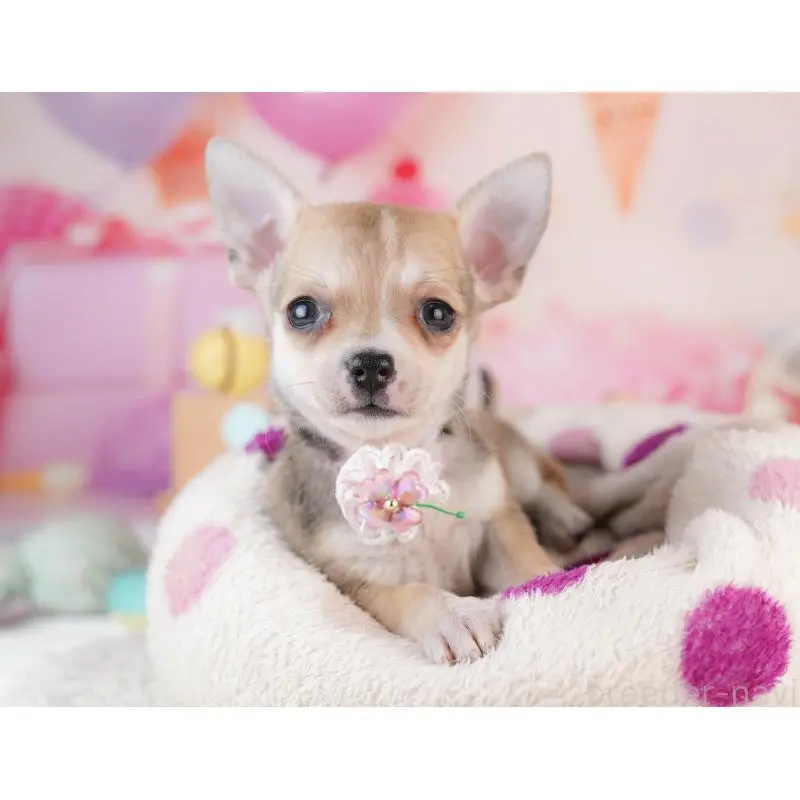 販売中の千葉県のチワワ(スムースコート)-453886の5枚目