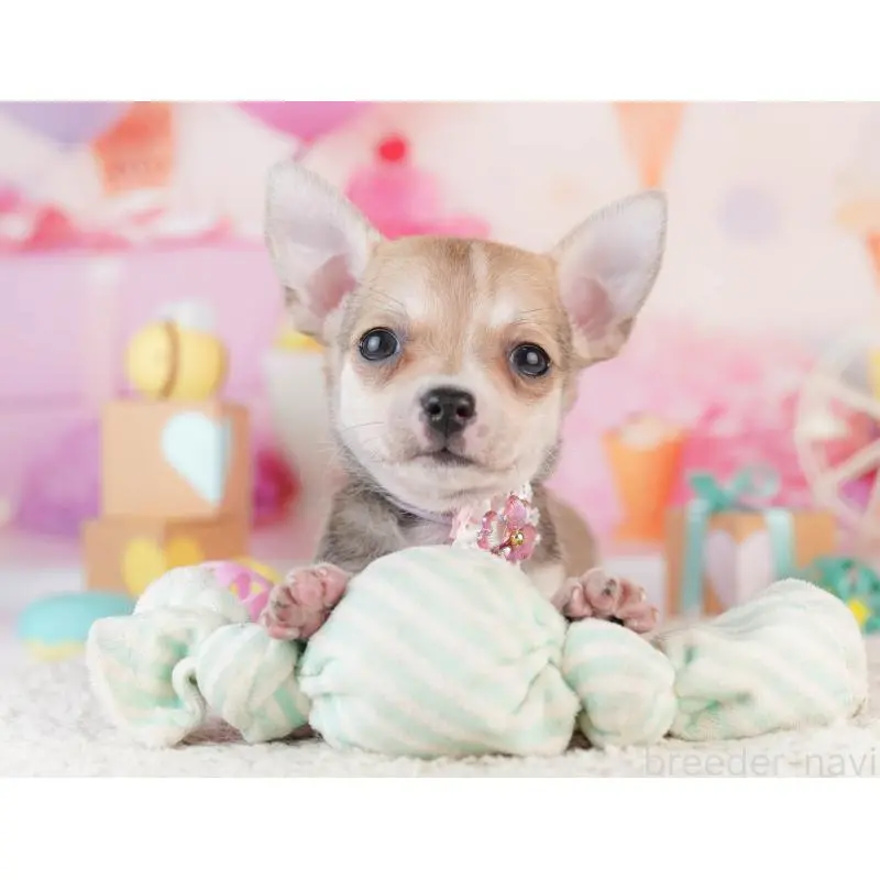 販売中の千葉県のチワワ(スムースコート)-453886の4枚目