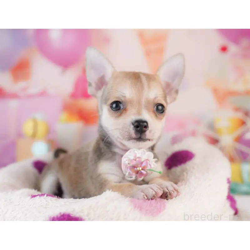 販売中の千葉県のチワワ(スムースコート)-453886の3枚目