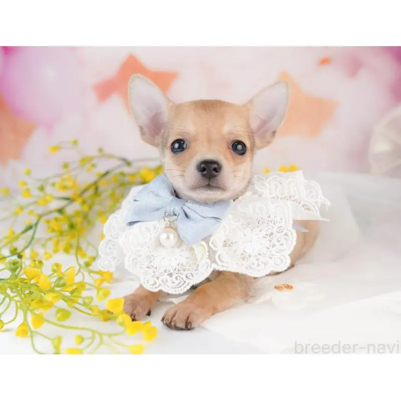 販売中の千葉県のチワワ(スムースコート)-453883の11枚目