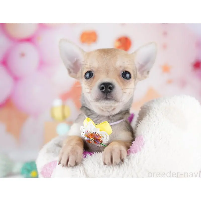 販売中の千葉県のチワワ(スムースコート)-453883の10枚目