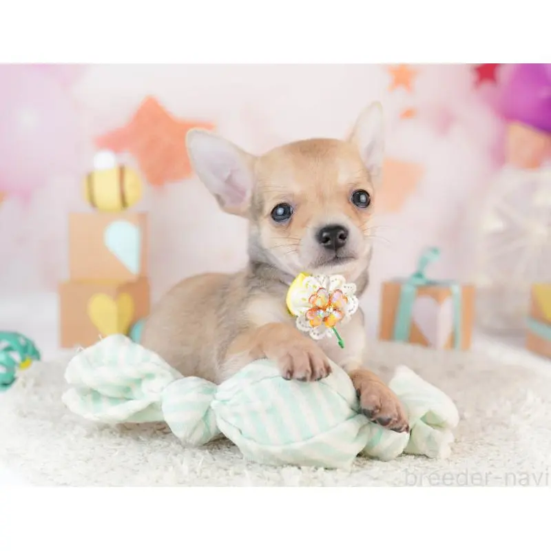 販売中の千葉県のチワワ(スムースコート)-453883の9枚目