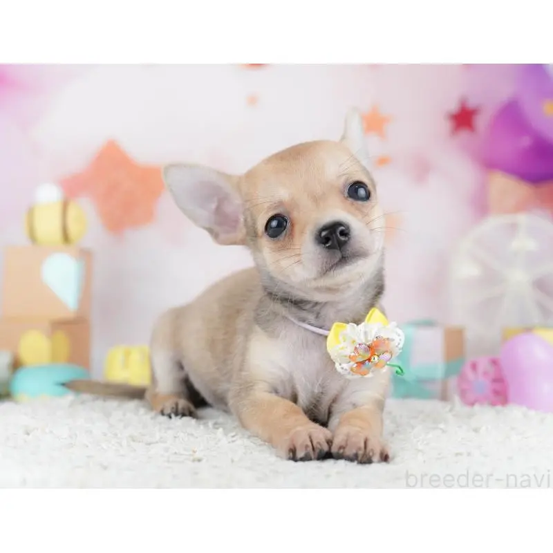 販売中の千葉県のチワワ(スムースコート)-453883の8枚目